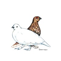Fort Collins Audubon Society logo