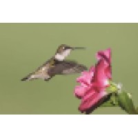 Hummingbird Home Care