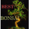 BonsaiOutlet.com logo