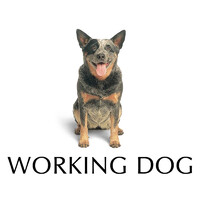 Working Dog Productions logo