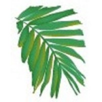 Palm Vein Center logo