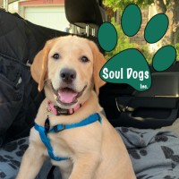 Soul Dogs, Inc logo