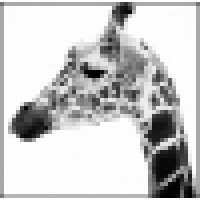 Giraffe Photography logo