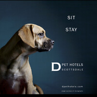D Pet Hotels Scottsdale logo