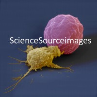 Science Source Images logo
