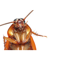 Tanler Termite And Pest Control logo