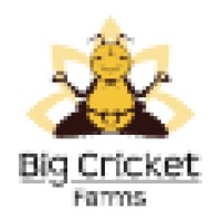 Big Cricket Solutions logo