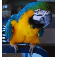 Macaw & Cockatoo Rescue Of New Mexico logo