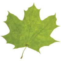 Green Leaf Massage & Day Spa logo