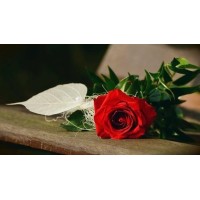 Rose Family Funeral Home And Cremation logo