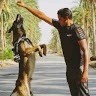 Daxe-k9 Malinois