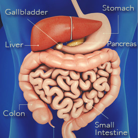 Contact Gastric Liver