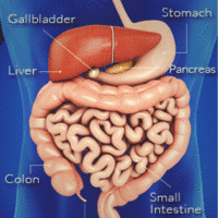 Image of Gastric Liver