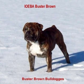 Image of Buster Bulldogges