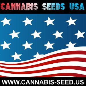 Contact Cannabis Seeds