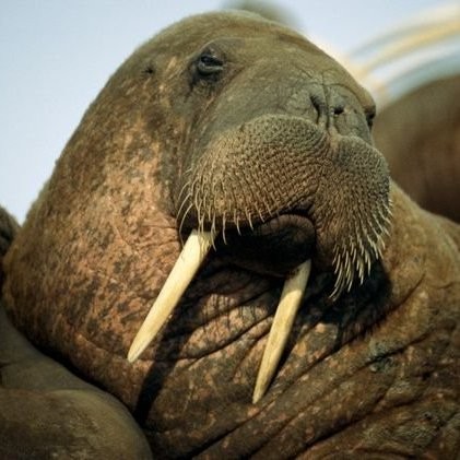 Walrus Man Email & Phone Number