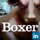 Boxer Brand Design
