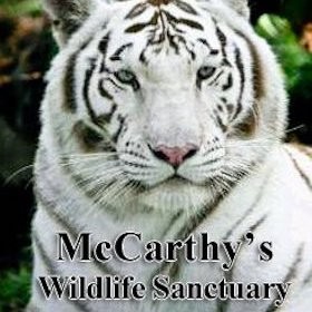 Contact Mccarthys Sanctuary