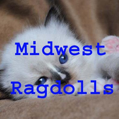 Contact Midwest Ragdolls