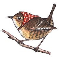 Image of Jenny Wren