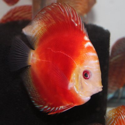 Contact Discus Co
