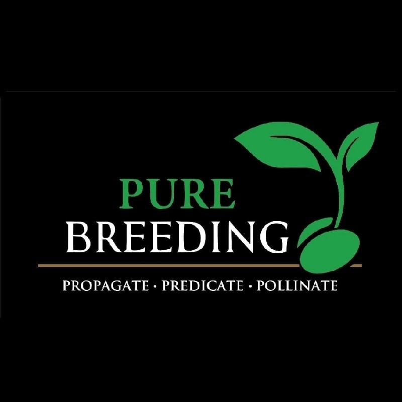Image of Pure Breeding