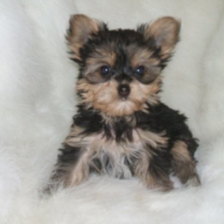 Yorkies Galore Email & Phone Number