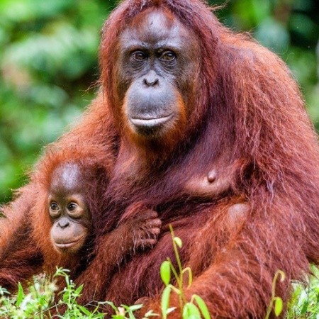 Contact Orangutan Monkey