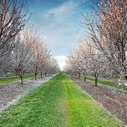 Image of Thiara Orchards