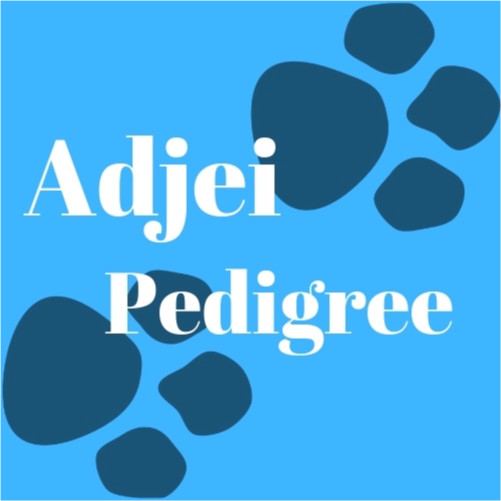 Image of Adjei Pedigree