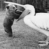 Filmer Pelican