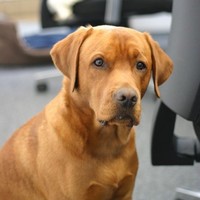 Henry Office Pup