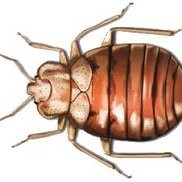 Contact How Bedbugs