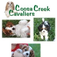 Contact Coosa Spaniels