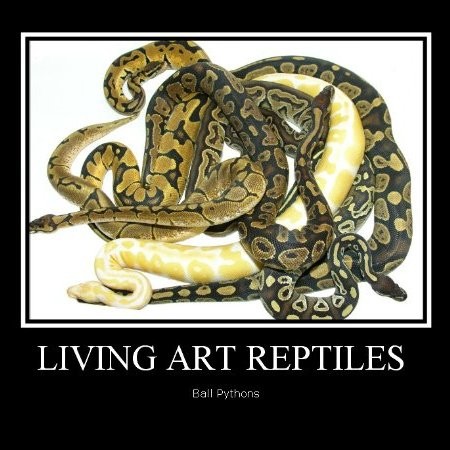 Contact Living Pythons
