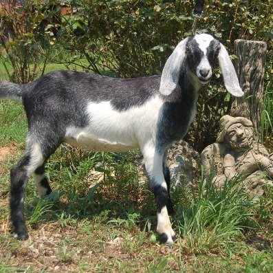 Image of Carrickfergus Nubians