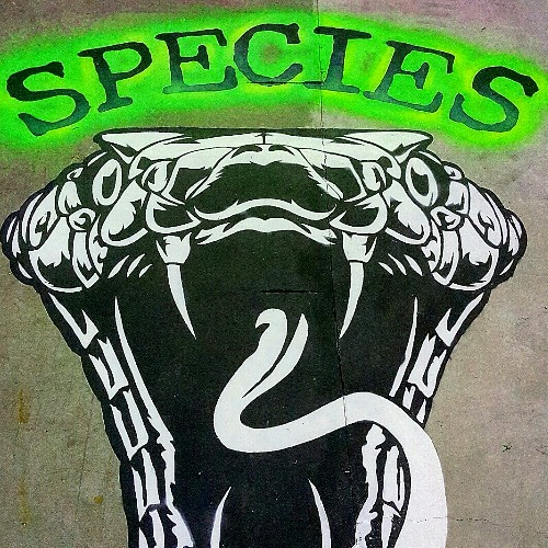 Contact Species Gym