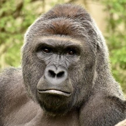 Image of Harambe Gorilla