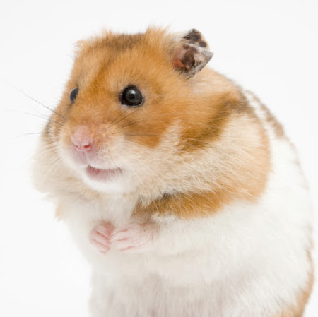Contact Hamster Videos
