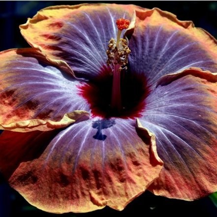 Image of Hibiscus Hawaii