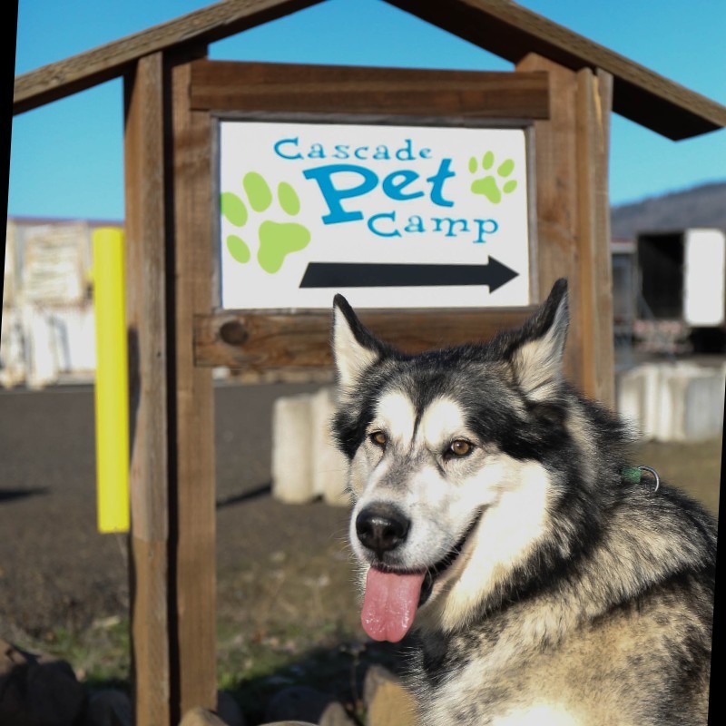 Cascade Pet Camp