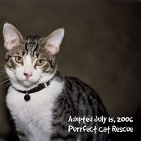 Contact Purrfect Rescue