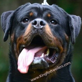 Contact Rottweilers
