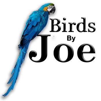 Contact Birds Joe