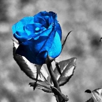 Blue Rose Promotions