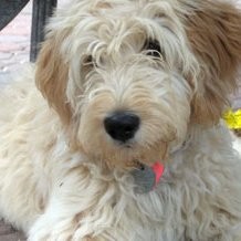 Contact Goldendoodle Neenah