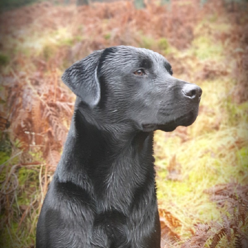 Contact Skene Gundogs