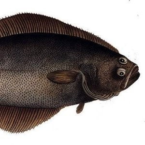 Image of A Halibut