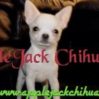 Applejack Chihuahuas Email & Phone Number